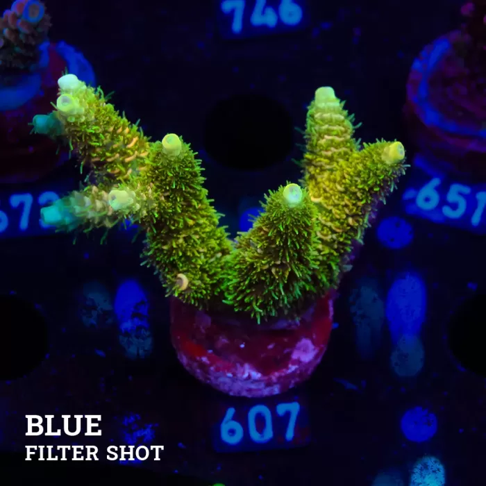 SÜSPANSİYON TAKOZU